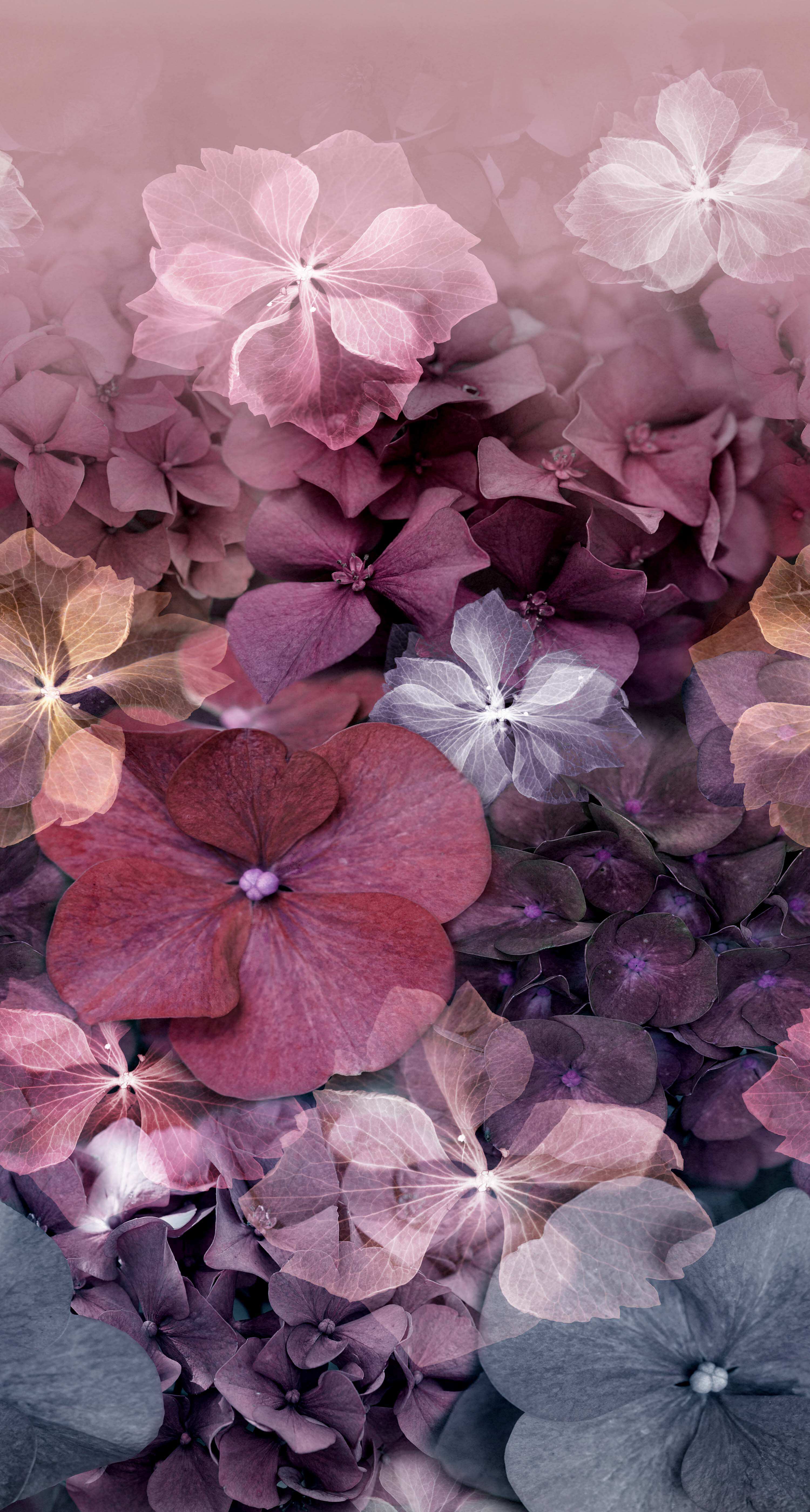 Japanese Violet