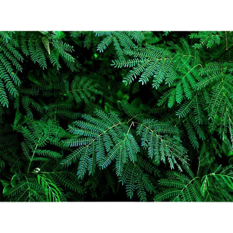 Bamboo Whisper - All in one Wallpaper