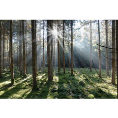 Fall - All in one Wallpaper